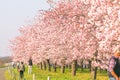 Nagano, JAPAN - Ã¢â¬Å½April 21, 2018: Beautiful cherry blossom trees or sakura blooming beside the country road in spring day Royalty Free Stock Photo